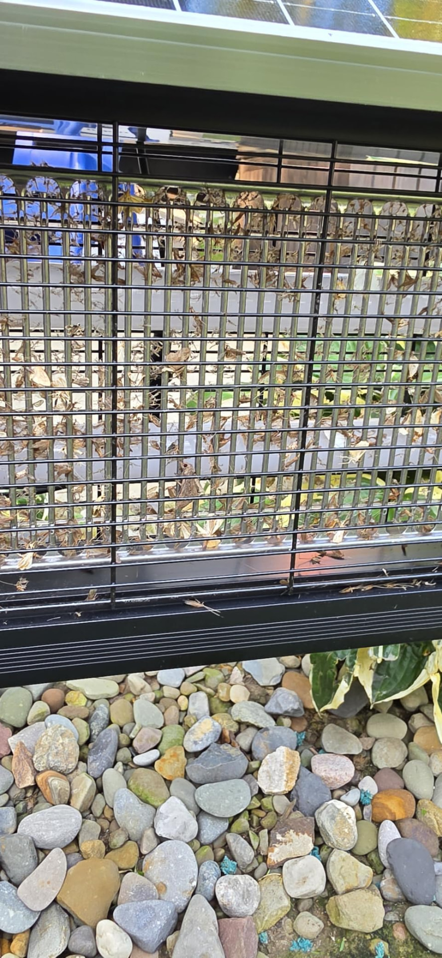 Customer photo of the MozzieZap grid full of insects after a few nights