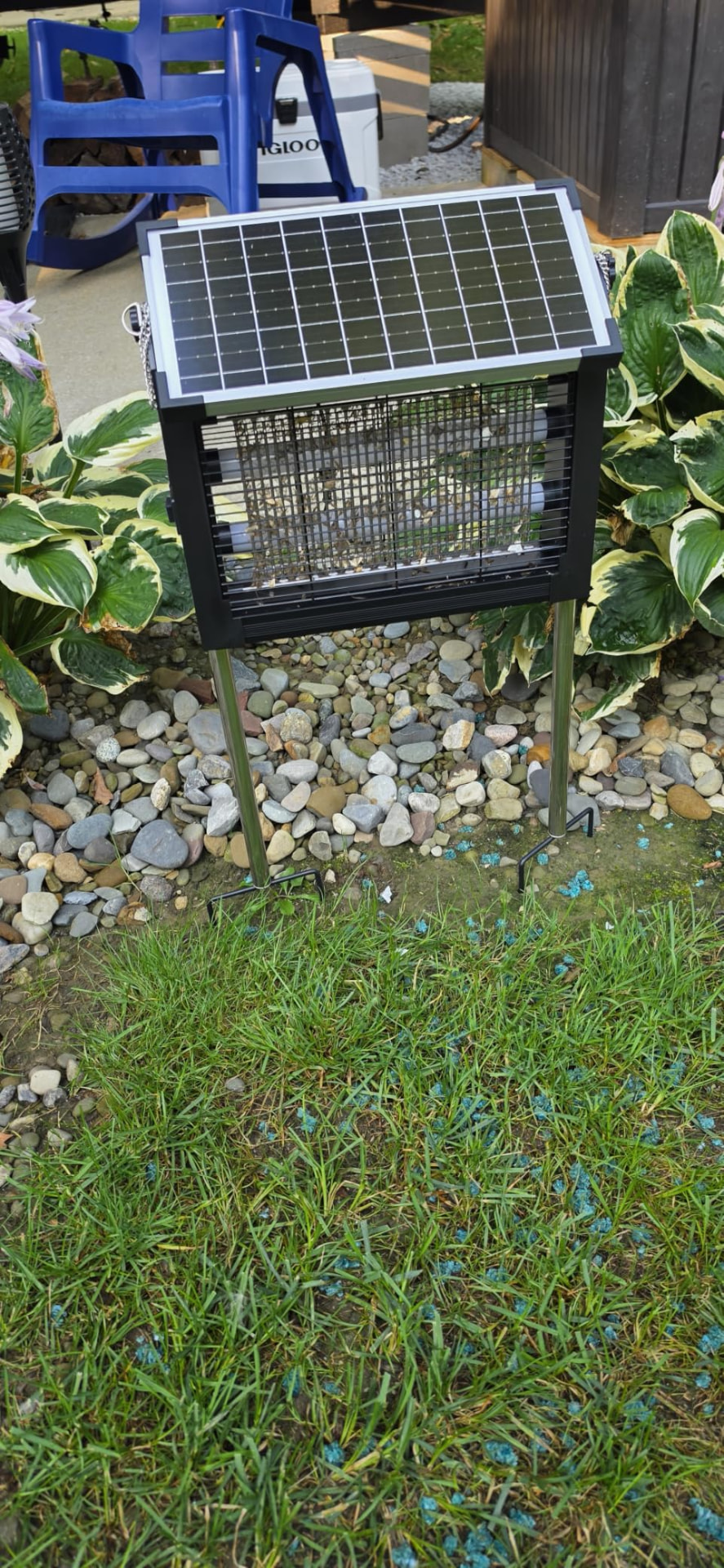 Customer photo of MozzieZap on its stakes beside a garden path